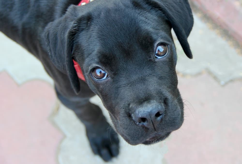 Cute black puppy looking at camera