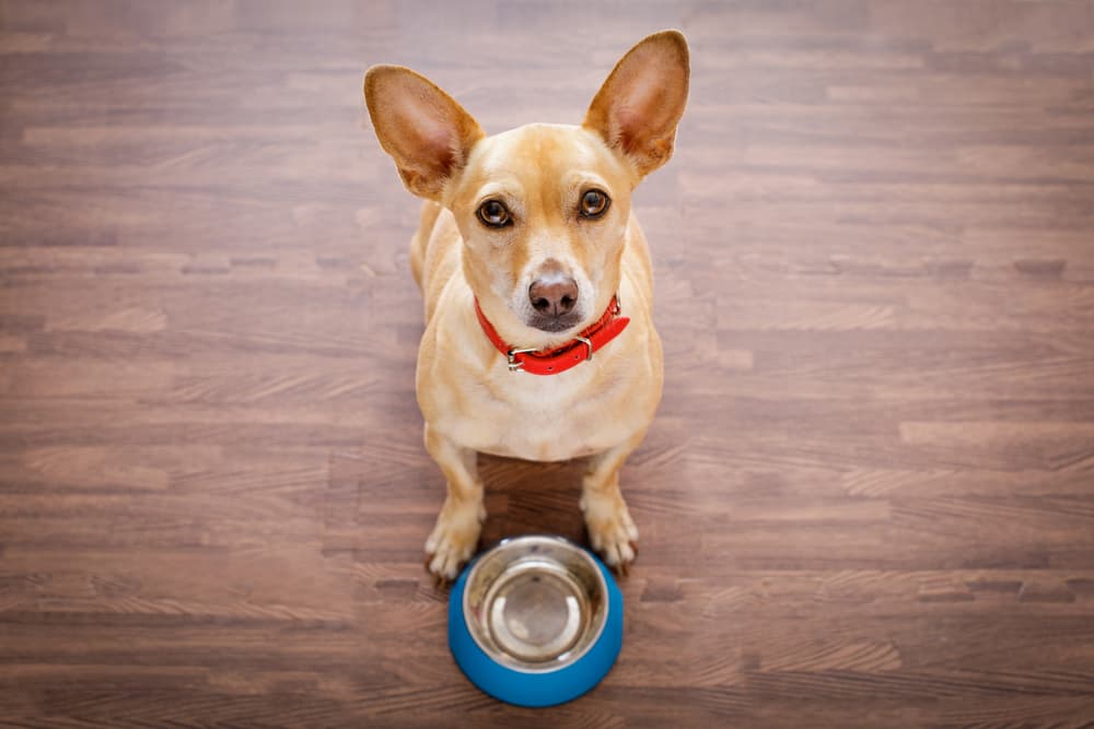 Spirulina for Dogs: Benefits and Uses