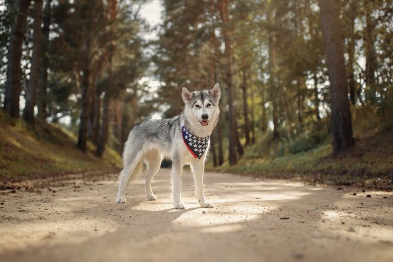 Alaskan Malamute