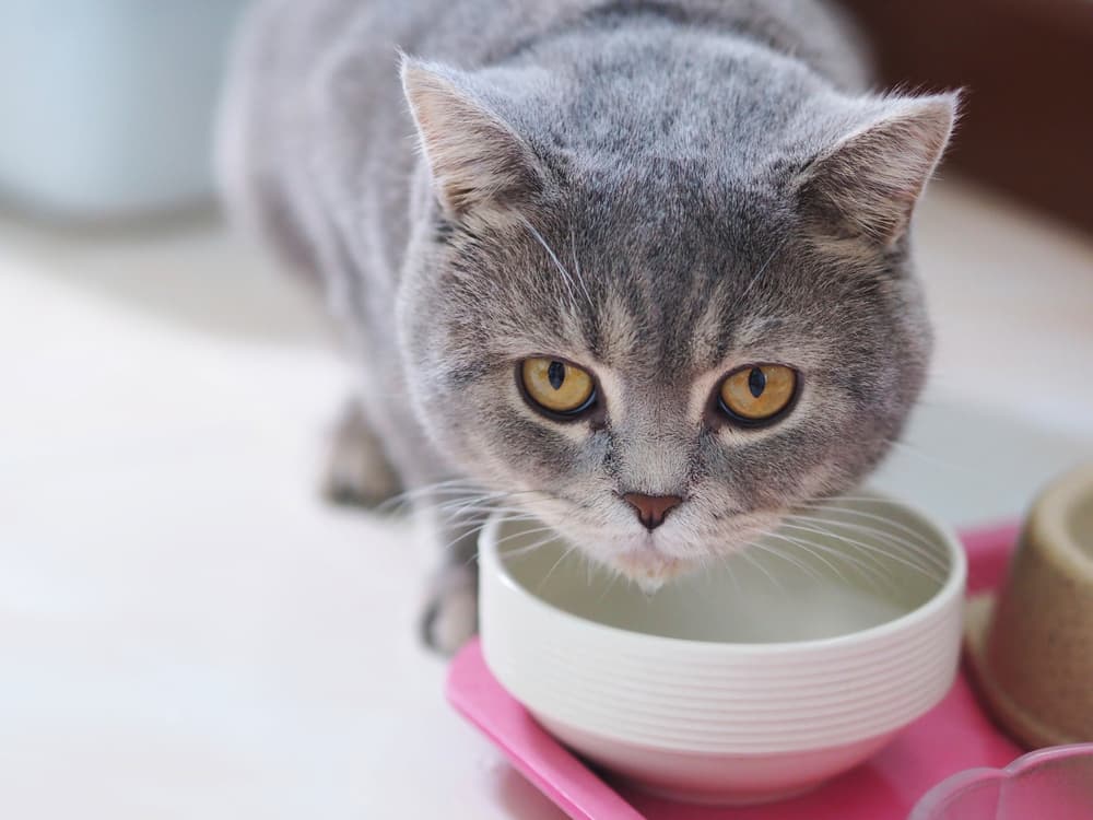 How Long Can a Cat Go Without Water?