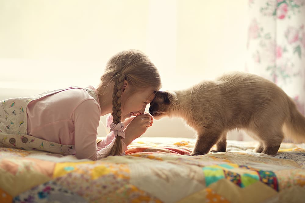 Child with pigtails playing with a cat on her bed