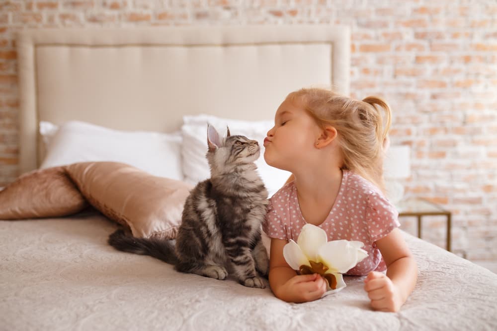 Cat with little girl giving her a kissy face laying on the bed together