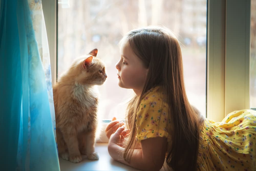 Cat and child sitting on a windowsill playing