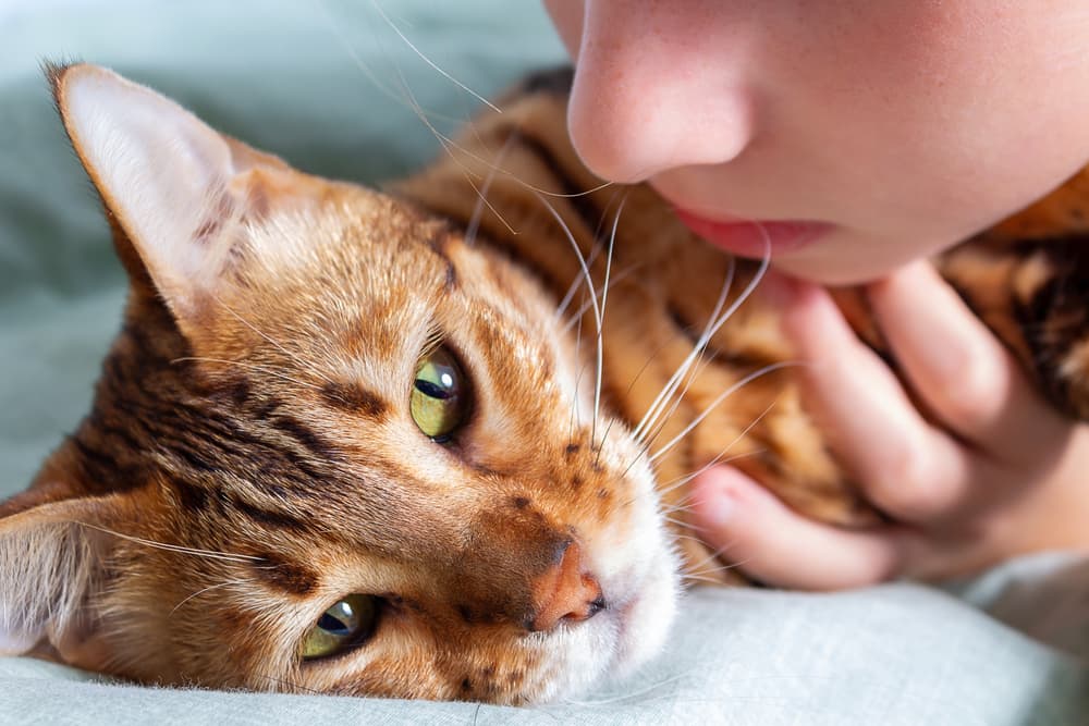 Cat laying down at the vet with kid