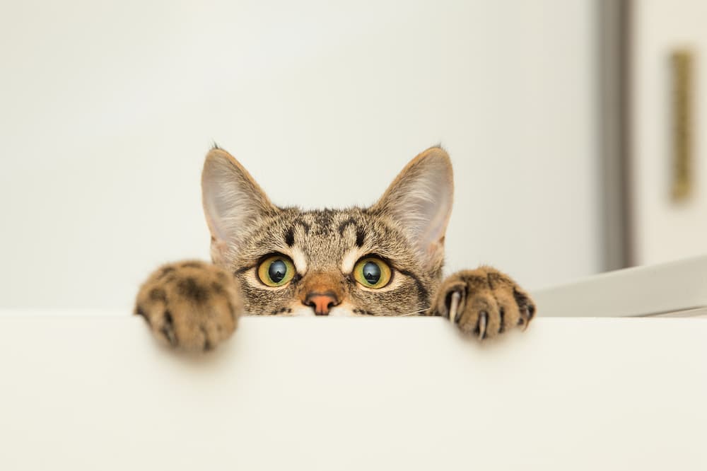 Cat looking up over windowswill