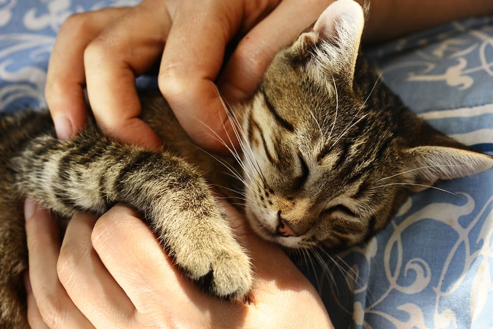 Cat happily being held and pet by owner