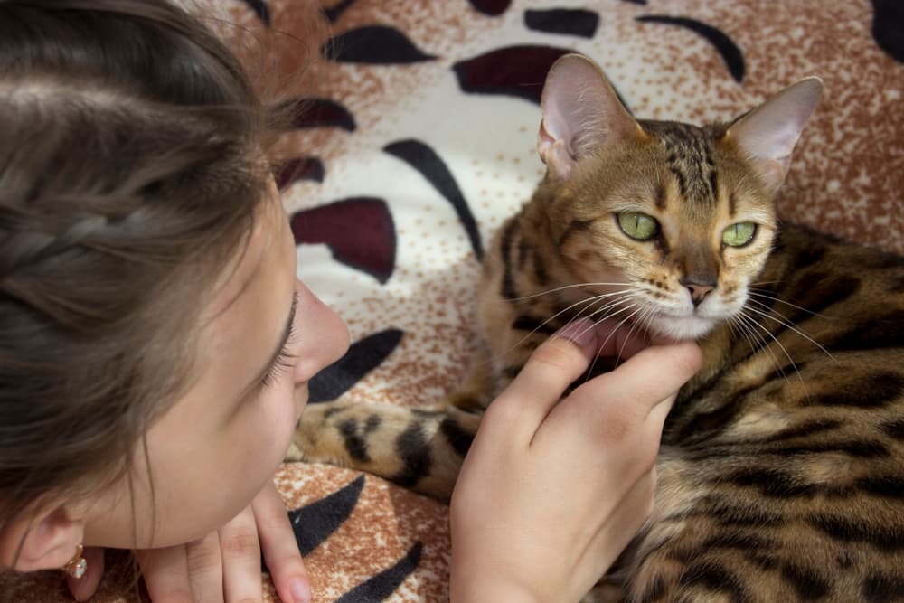 Teenage girl petting her Bengal cat