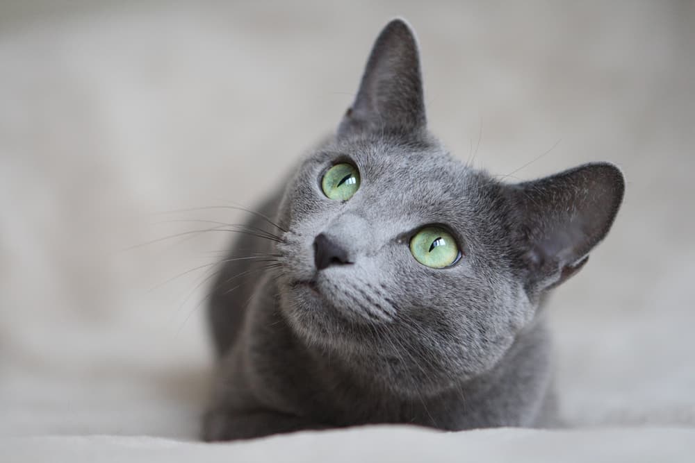 Russian Blue cat looking up to camera laying in bed at home