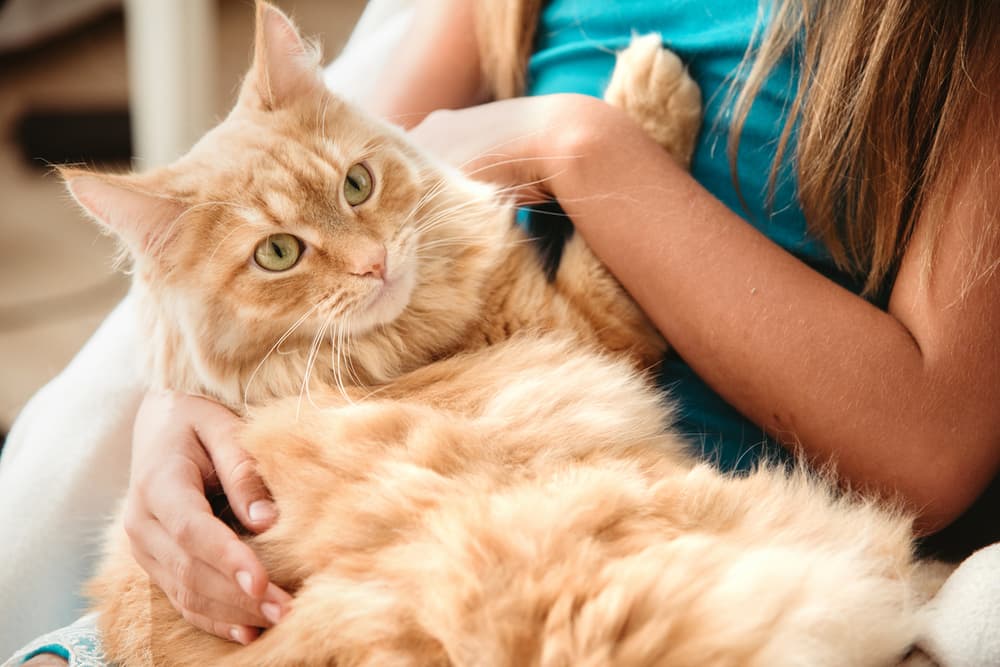 Kids and Cats: 10 Tips to Promote Bonding