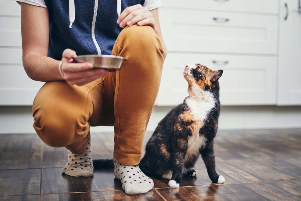 Owner holding cat food bowl with cat looking up next to them