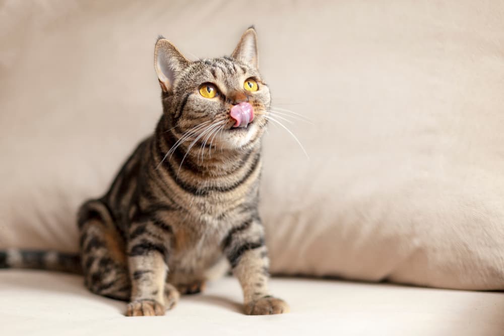 Can Cats Eat Celery?