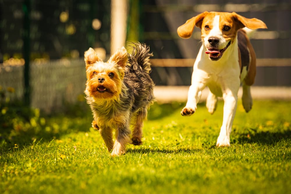 Two dogs playing in the sunshine outside