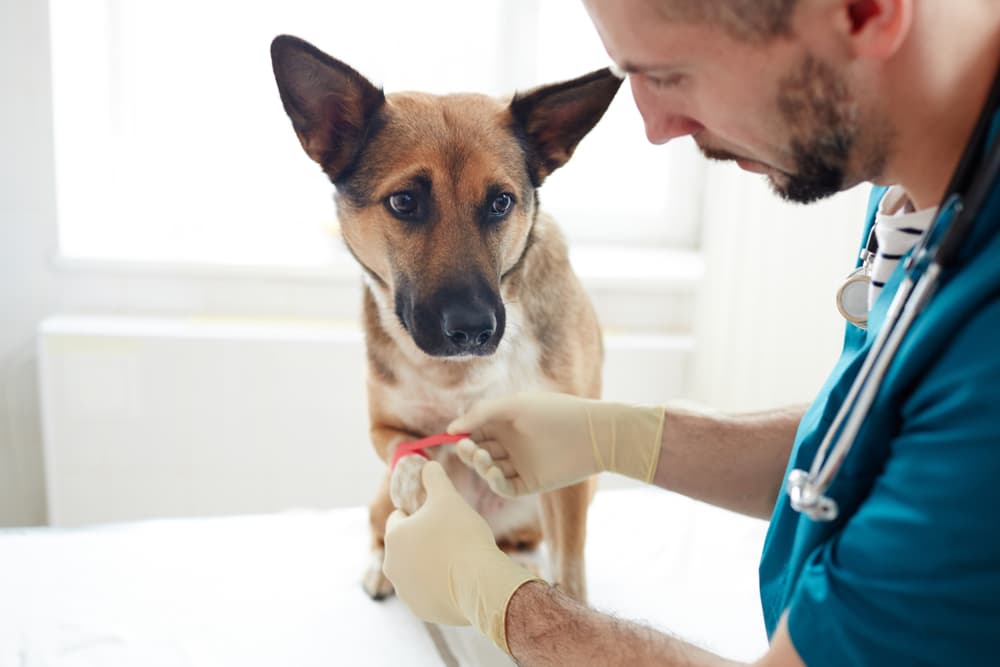 Vet wrapping a dog's wound with bandage