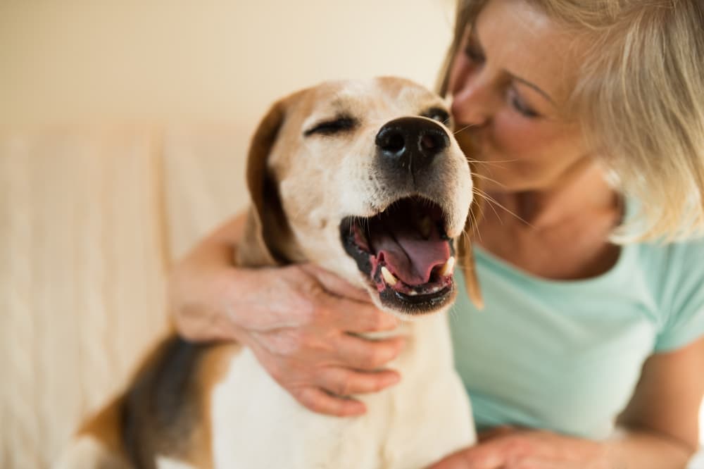 Loving owner with dog