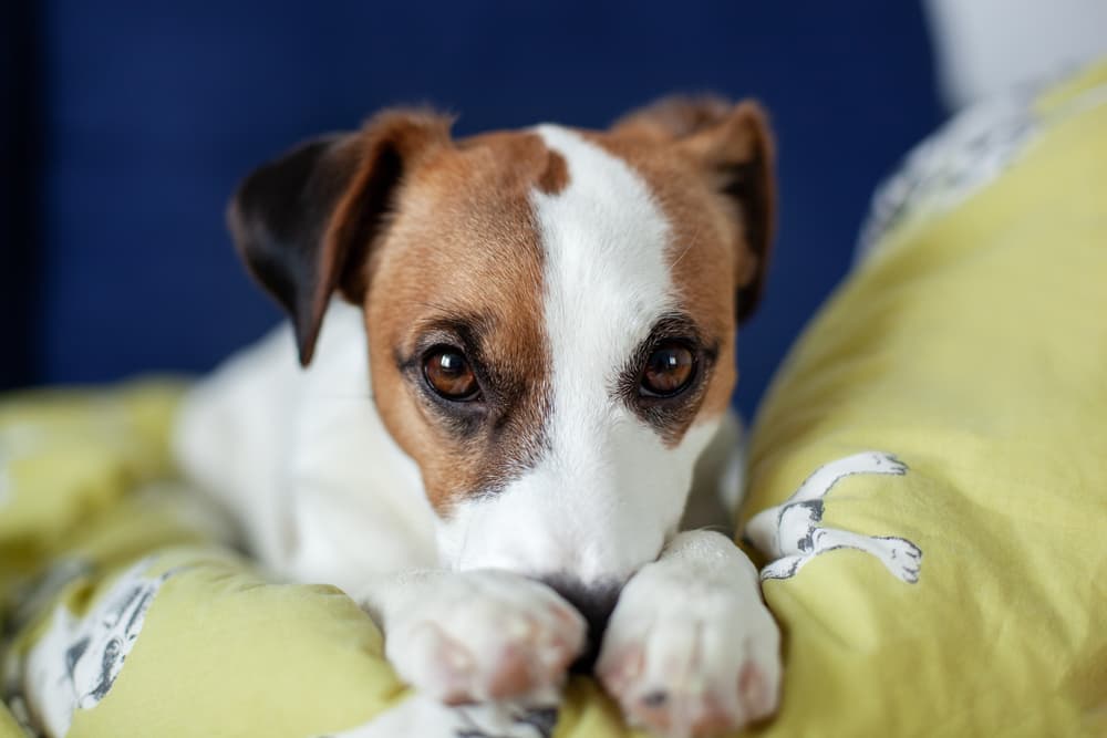 Dog looking sad and with nose tucked into paws laying on a couch