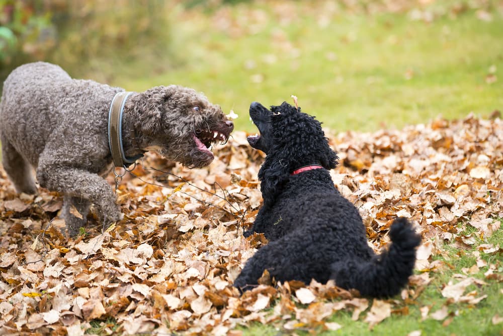 Two dogs fighting outside in the autumn