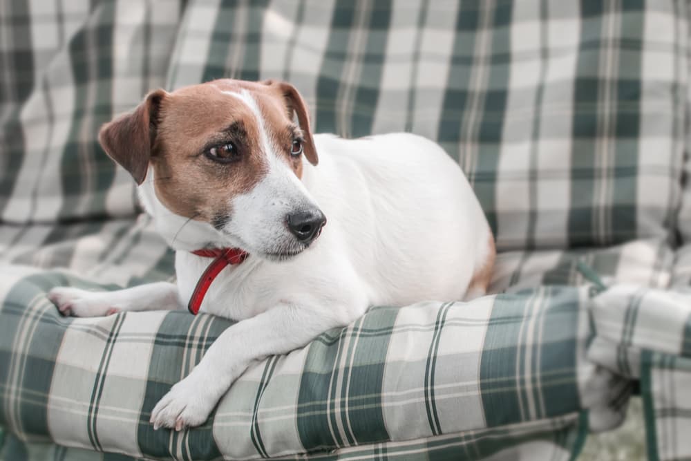 Sad looking dog laying on a blanket outside