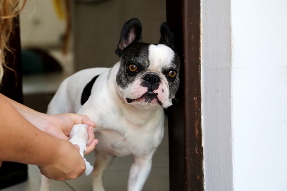 Woman cleaning dog's paw