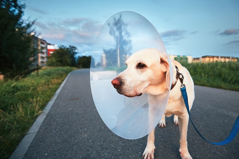 Dog walking with an e-collar after being treated for a wound