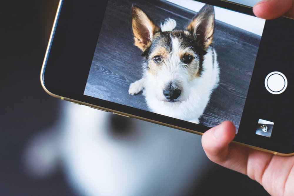 Holding phone and taking photo of a dog