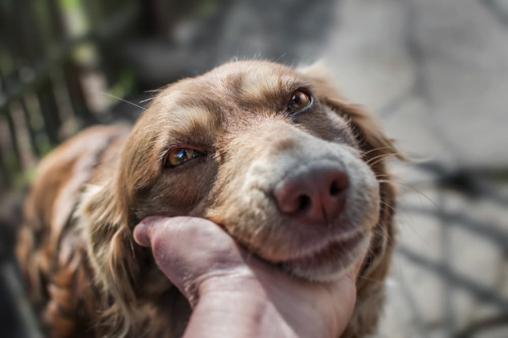 How to Clean a Dog Wound