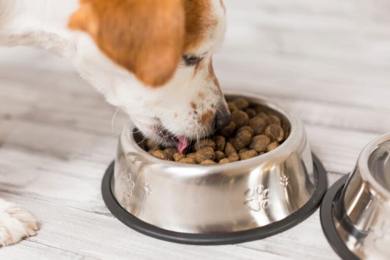 dog eating from bowl