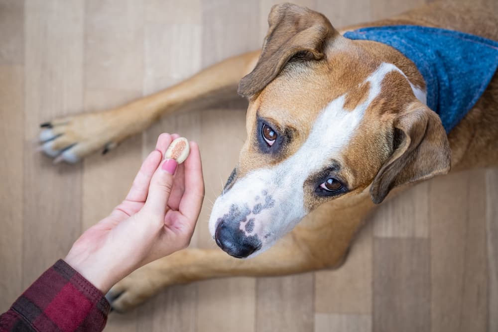 Dog refusing a treat because of loneliness
