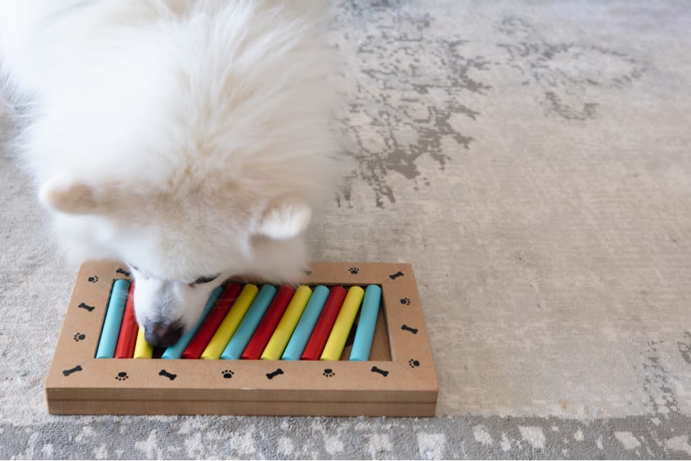 Dog playing with a puzzle toy