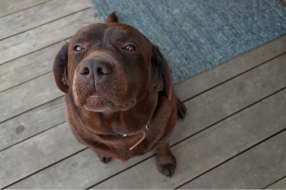 Dog sitting on a deck looking up at camera with his eyes squinted and ears tucked back