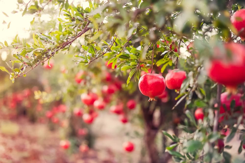 Ripe pomegranates on their branches
