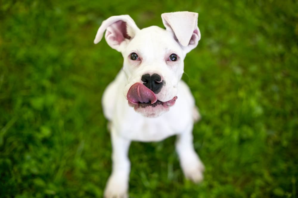 Great Dane puppy looking up to owner licking their mouth