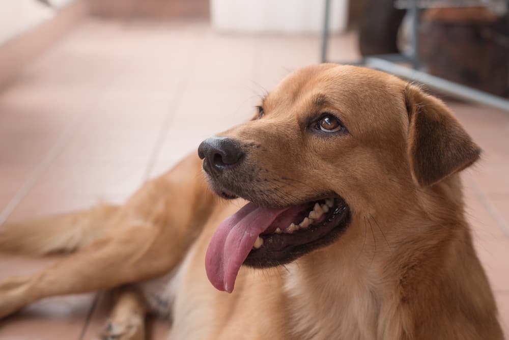 Dog looking up and waiting to be fed