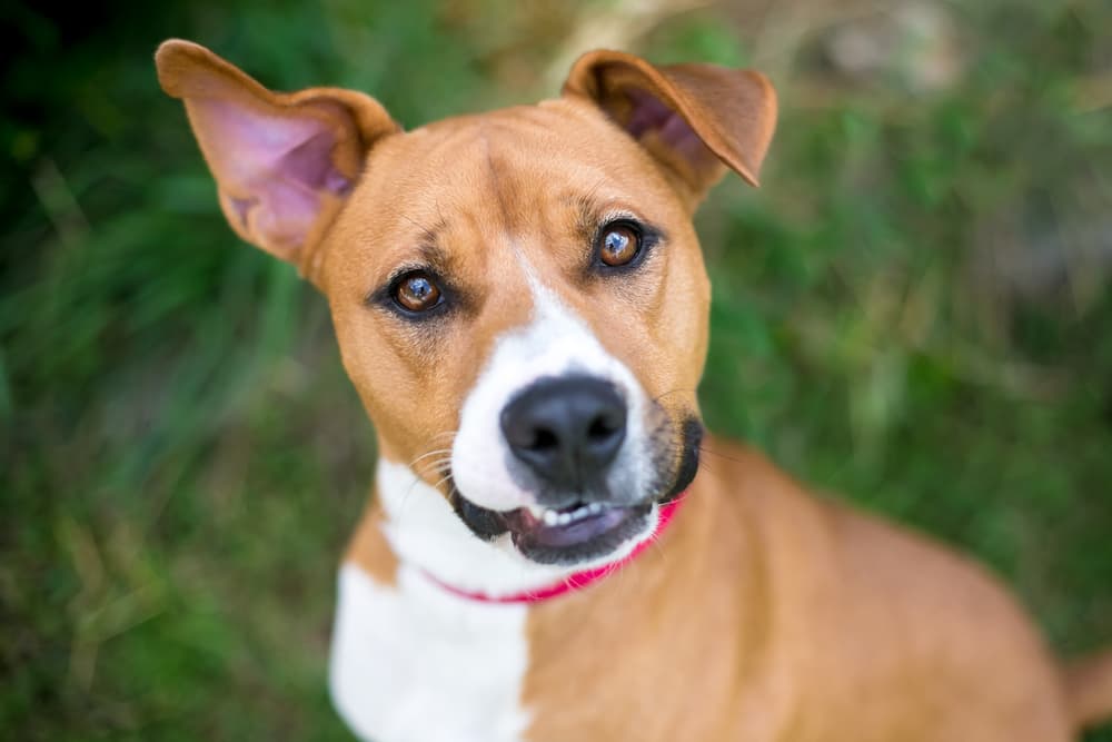 Can Dogs Eat Pomegranate?