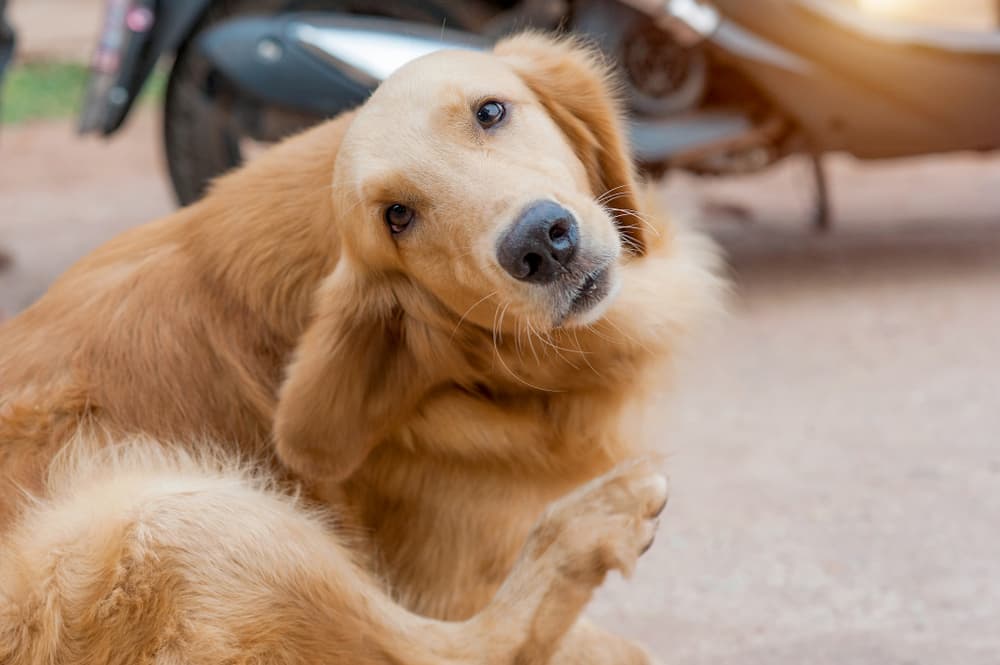 Itchy dog