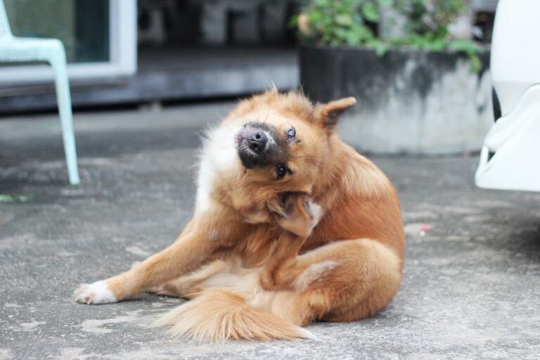 Dog itching ear