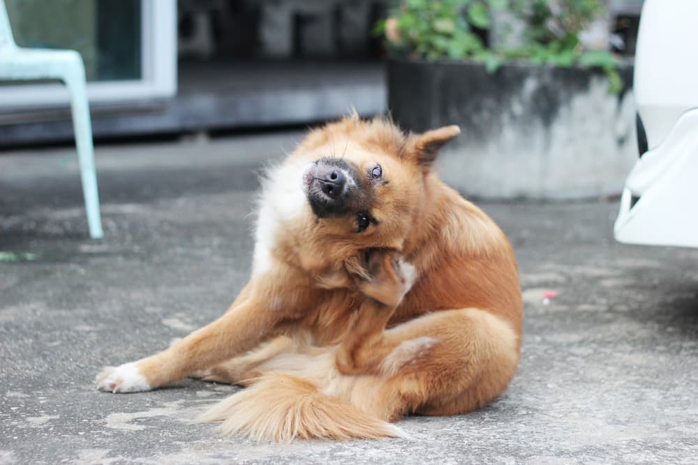 Itch Relief for Dogs: Your Complete Guide
