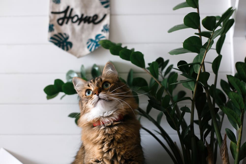 Cat sitting by a plant look up at owner