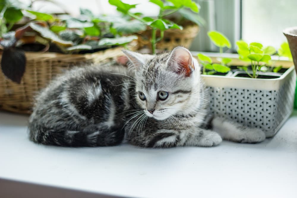 Grey kitten sitting on window next to variety of plants