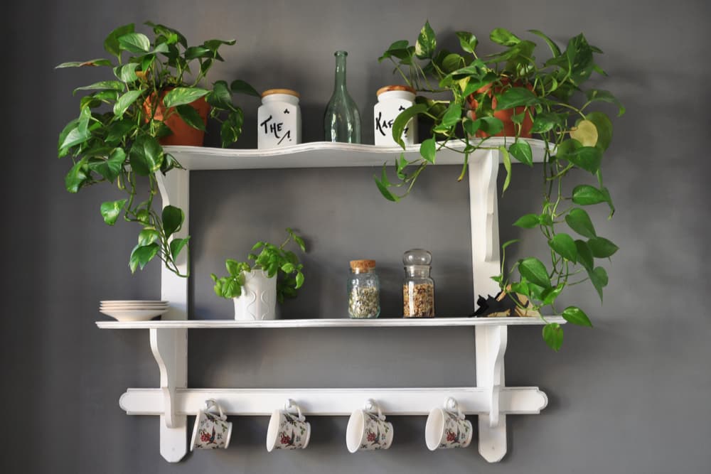 House plants sitting high up on a kitchen shelf