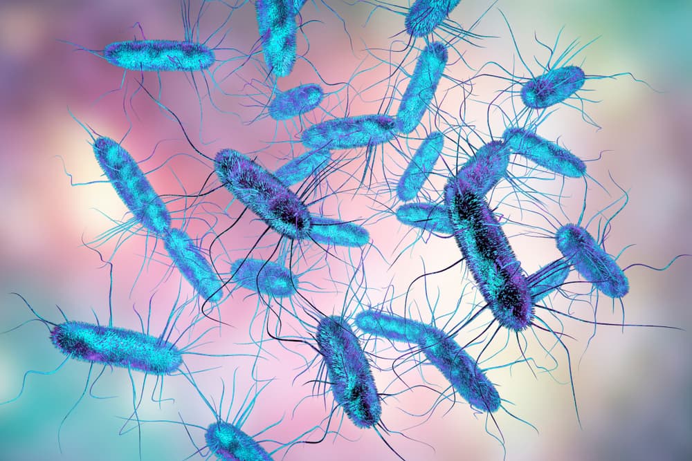 salmonella-bacteria