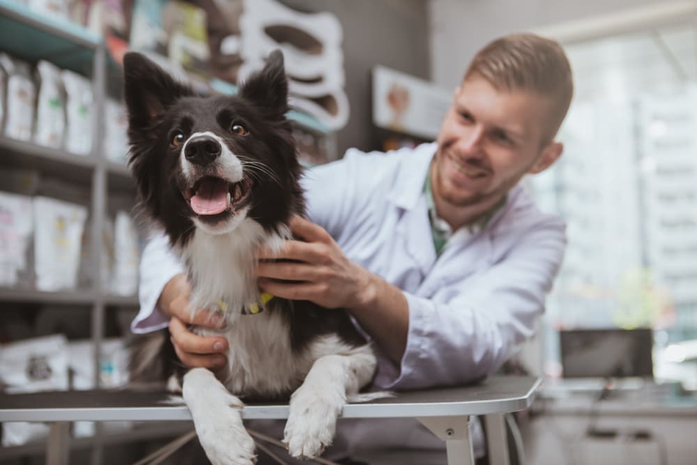 Trilostane for Dogs