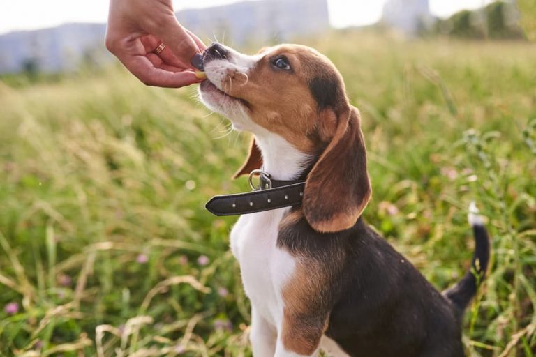 Woman giving Beagle probiotics