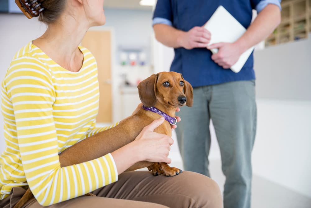 Lumps on Dogs: Types and What They Mean