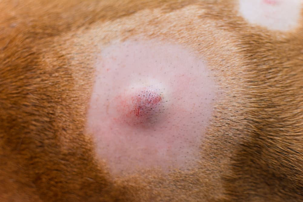 lump on dog skin