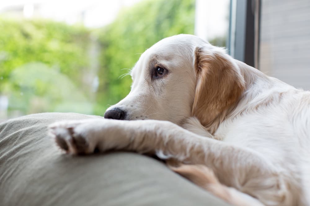 Dog feeling sick