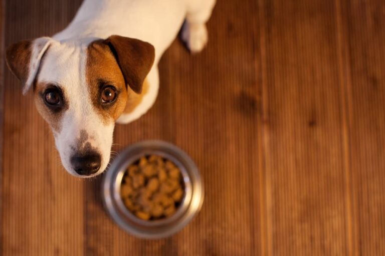 Dog getting ready to eat food