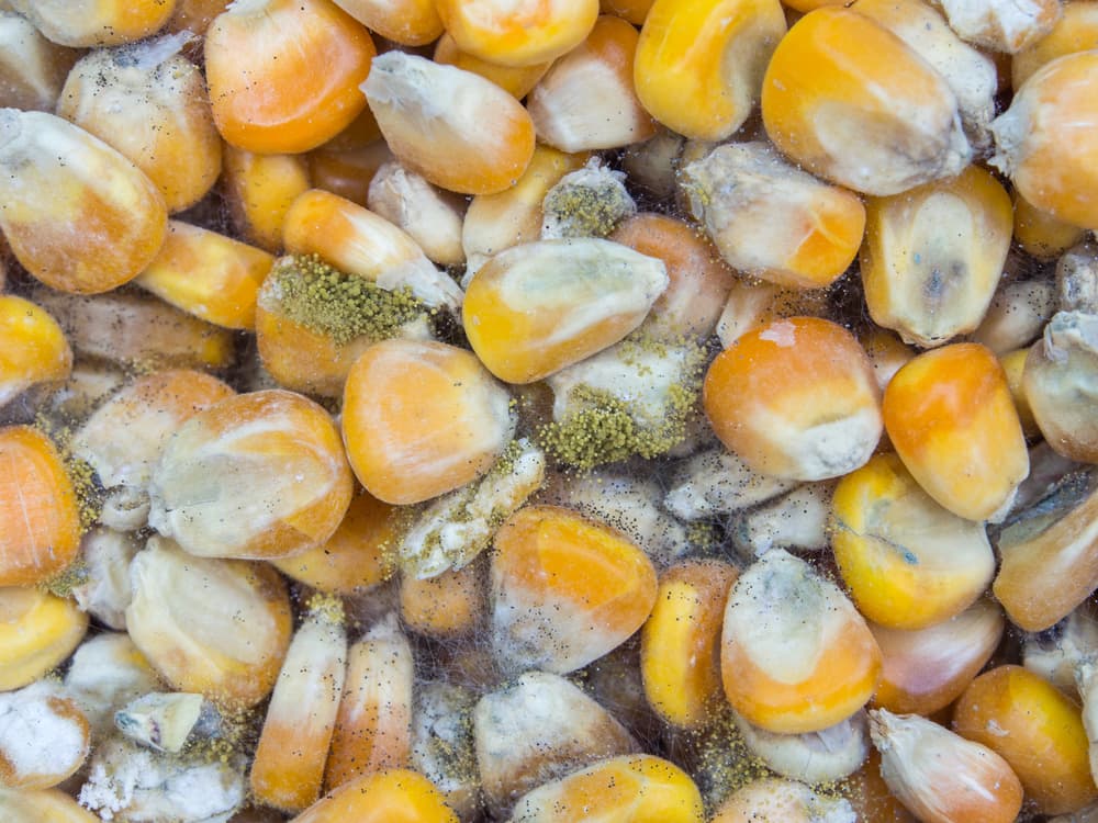 aflatoxin on corn