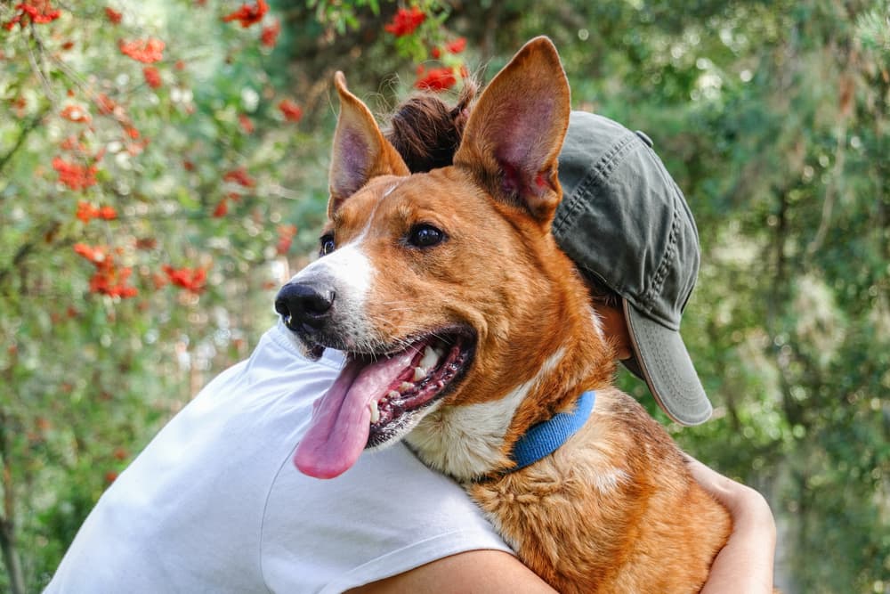 DHPP Vaccine for Dogs