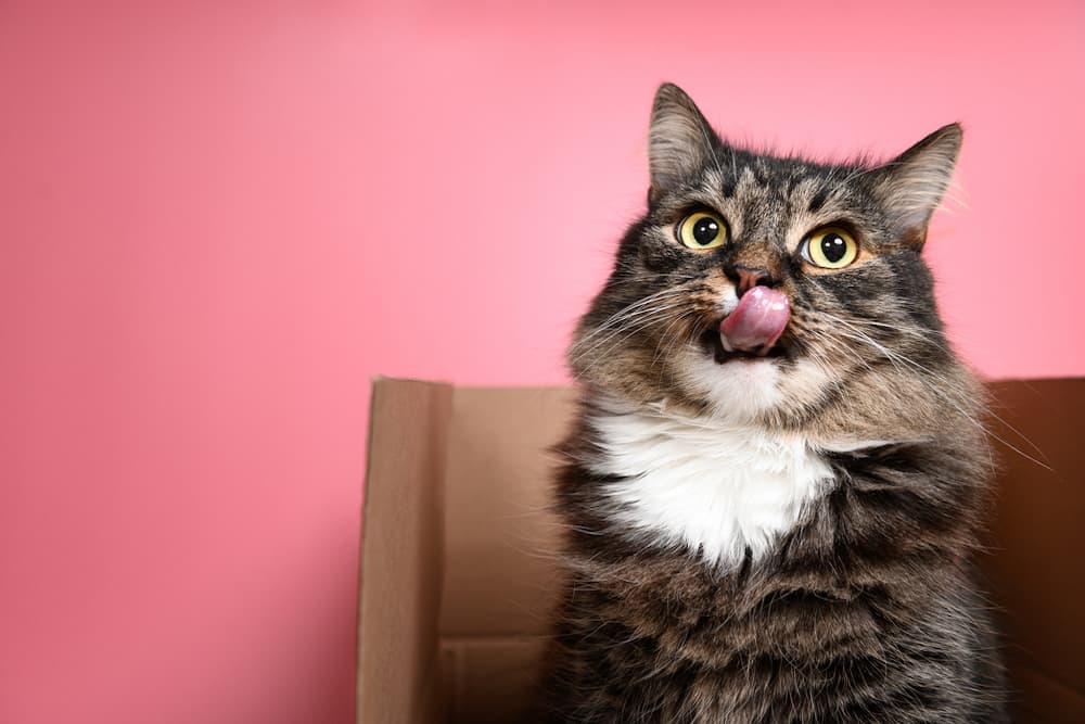 Cat sitting in a cardboard box licking its lips