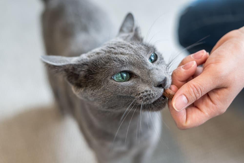 Cat being fed treat